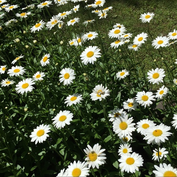 Meet your Posher, Pamella - Picture 1 of 1